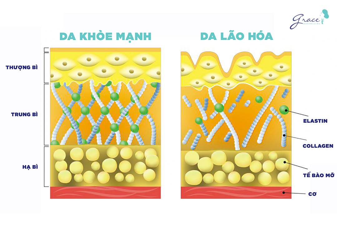 chức năng của collagen