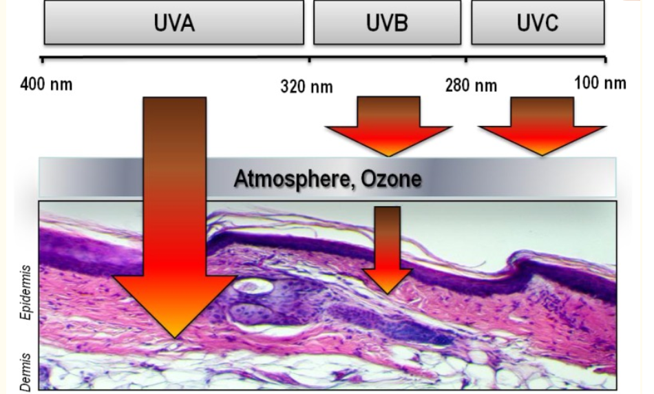 Tác động của tia UV tới da gây nên lão hoá da sớm