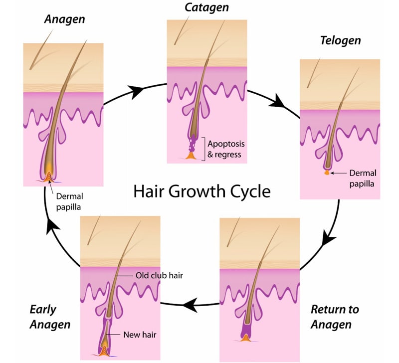 chu kỳ sống của sợi tóc