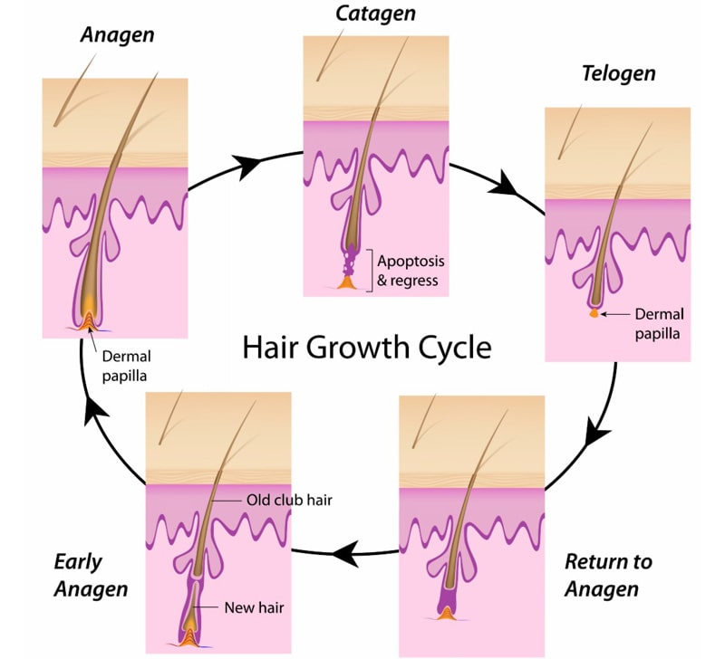 chu trình phát triển của lông