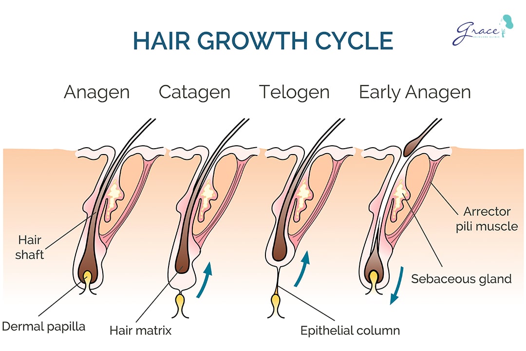 Hiểu chu kỳ phát triển của lông để triệt lông vĩnh viễn